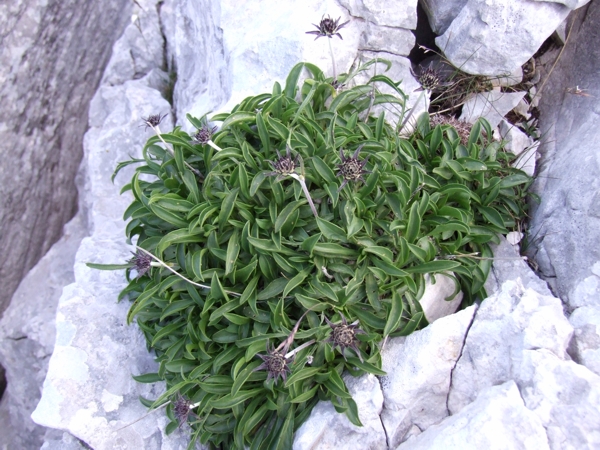 Scabiosa silenifolia / Scabiosa a foglie di silene